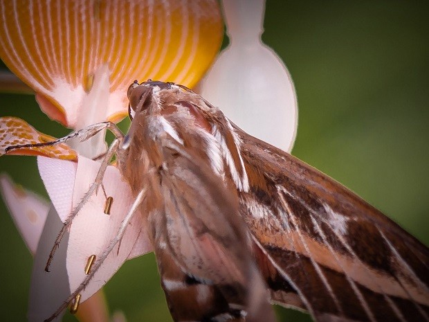 Designer holandesa cria flores artificiais para alimentar insetos polinizadores (Foto: Divulgação)