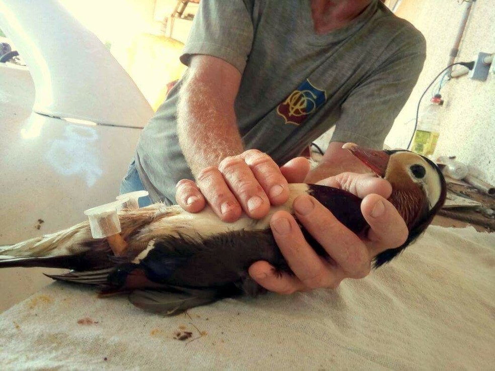 Ideia da prótese veio da veterinária, juntamente com o protista dr. Marcelo Calister (Foto: Arquivo Pessoal)