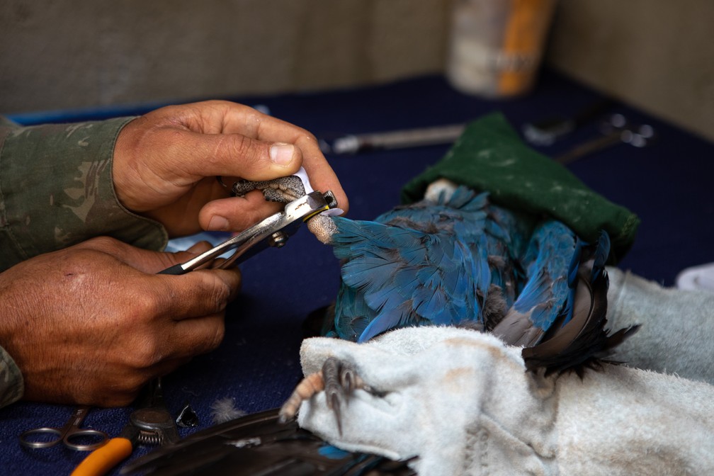 Pesquisadores fazem o manejo em uma arara-azul-de-lear para colocação de placa com identificação e GPS. Os animais recebem tratamento e são treinados no local para serem reintroduzidos à natureza — Foto: Marcelo Brandt/G1