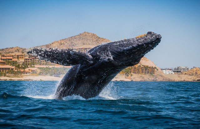 Humpback_whale_breaches_in_front_of_Cabo_San_Lucas (Foto: Divulgação)