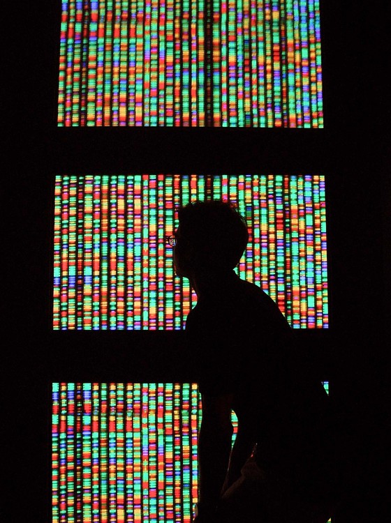 Uma representação gráfica do genoma humano - uma nova técnica, a Crispr/Cas-9, permite fazer alterações precisas no código genético dos seres vivos (Foto: Mario Tama / Equipa/ Getty Images)