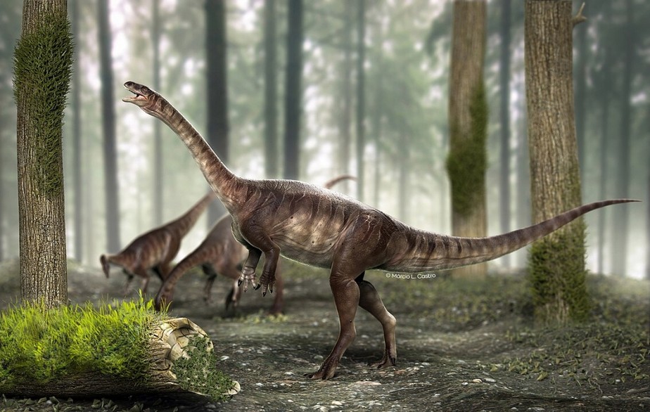 O Macrocollum itaquii, soterrado há 225 milhões de anos no que hoje é o município de Agudo (RS), é o dinossauro mais antigo estudado até hoje que possui estruturas conhecidas como sacos aéreos