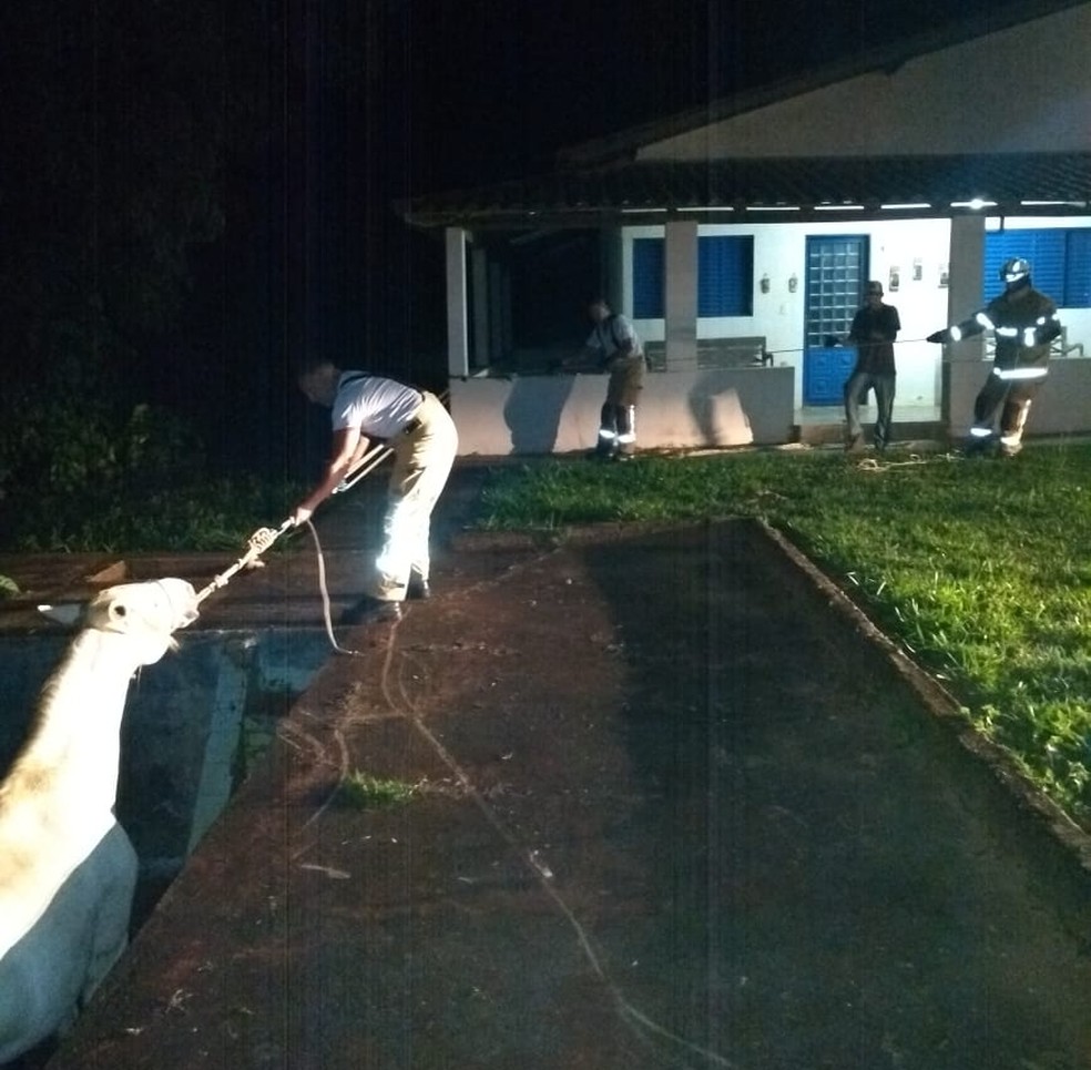 Egua Cai Em Piscina De Casa No Df E E Resgatada Pelos Bombeiros Distrito Federal G1