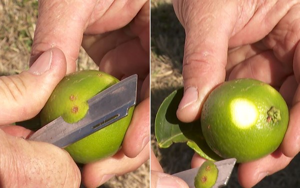 Segundo especialistas e produtores, cancro cítrico ocorre na parte externa do fruto, sem afetar a polpa — Foto: Carlos Trinca/EPTV
