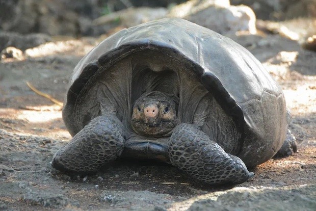 Estima-se que essa fêmea tenha 100 anos de idade. Considerando que tartarugas gigantes vivem até 200 anos, há esperança de que ela possa ajudar no ressurgimento da espécie (Foto: Parque Nacional de Galápagos / Divulgação)