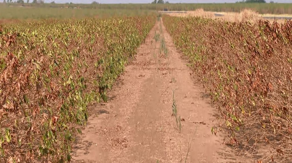 Cafezais secos marcam paisagem da Alta Mogiana na região de Franca (SP) — Foto: Jefferson Severiano Neves/EPTV