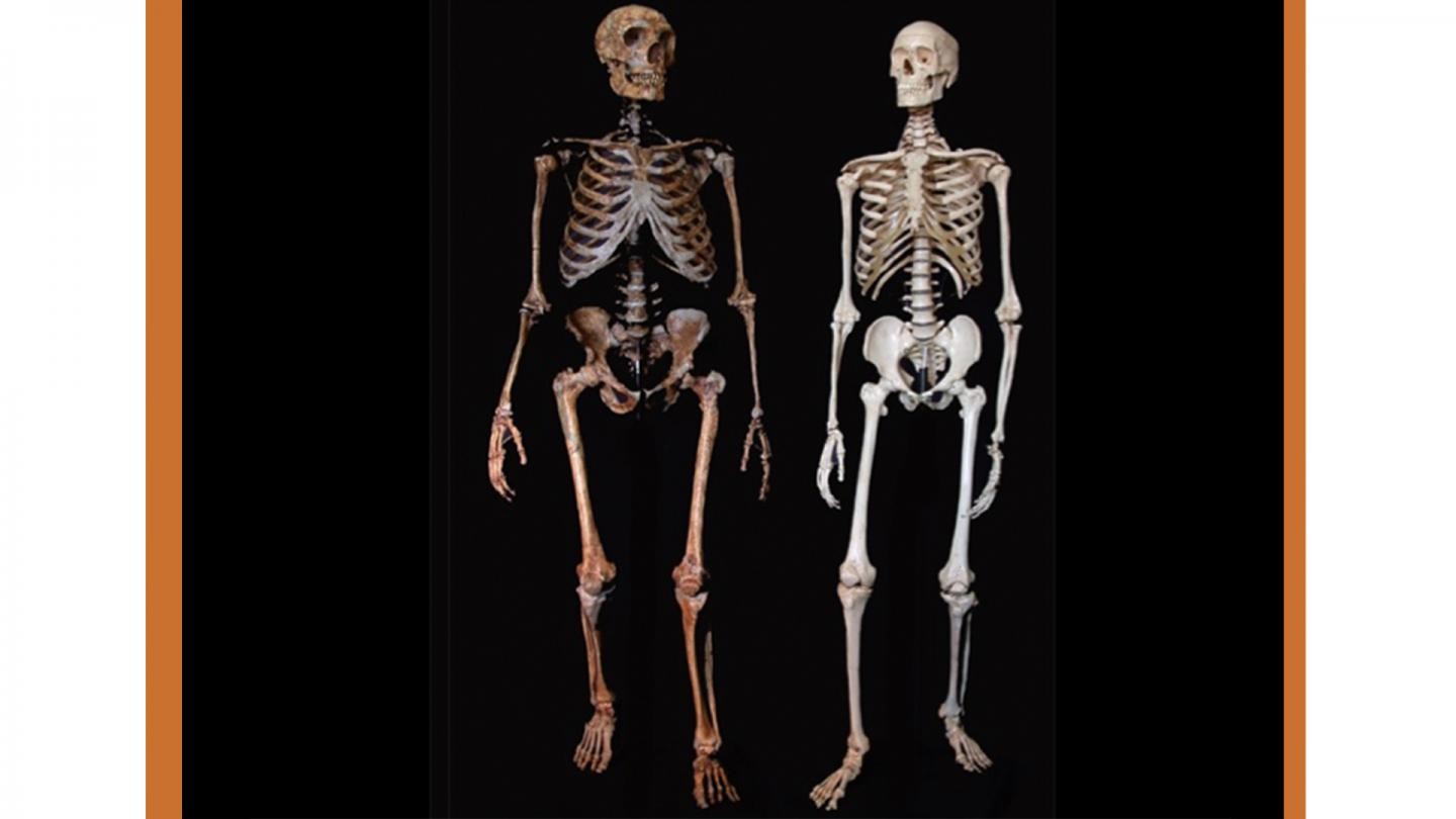 Comparação entre esqueleto de Homo Sapiens e Homo Neanderthalensis (Foto: Universidade de Granada)