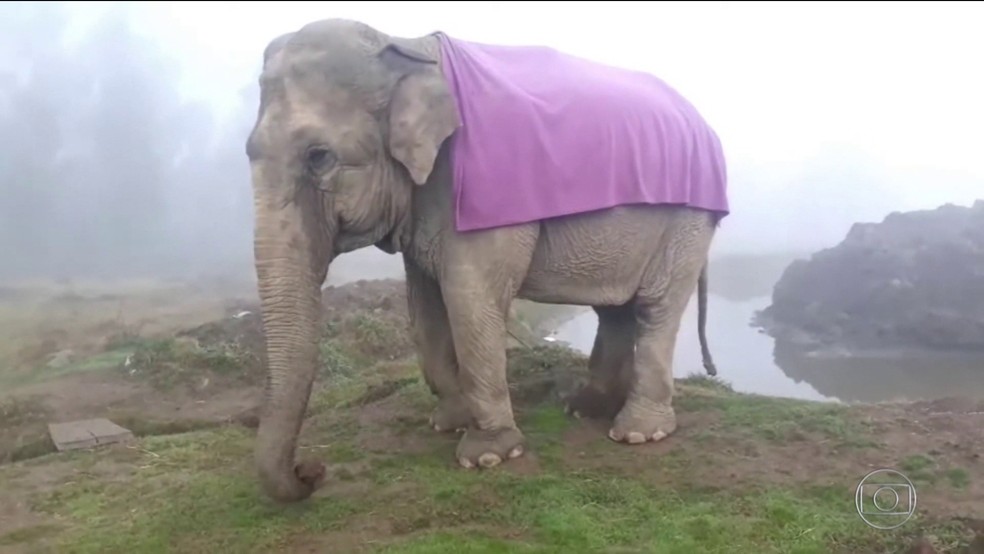 Elefanta Ramba foi resgatada de circo e vivia em reserva ecológica — Foto: TV Globo