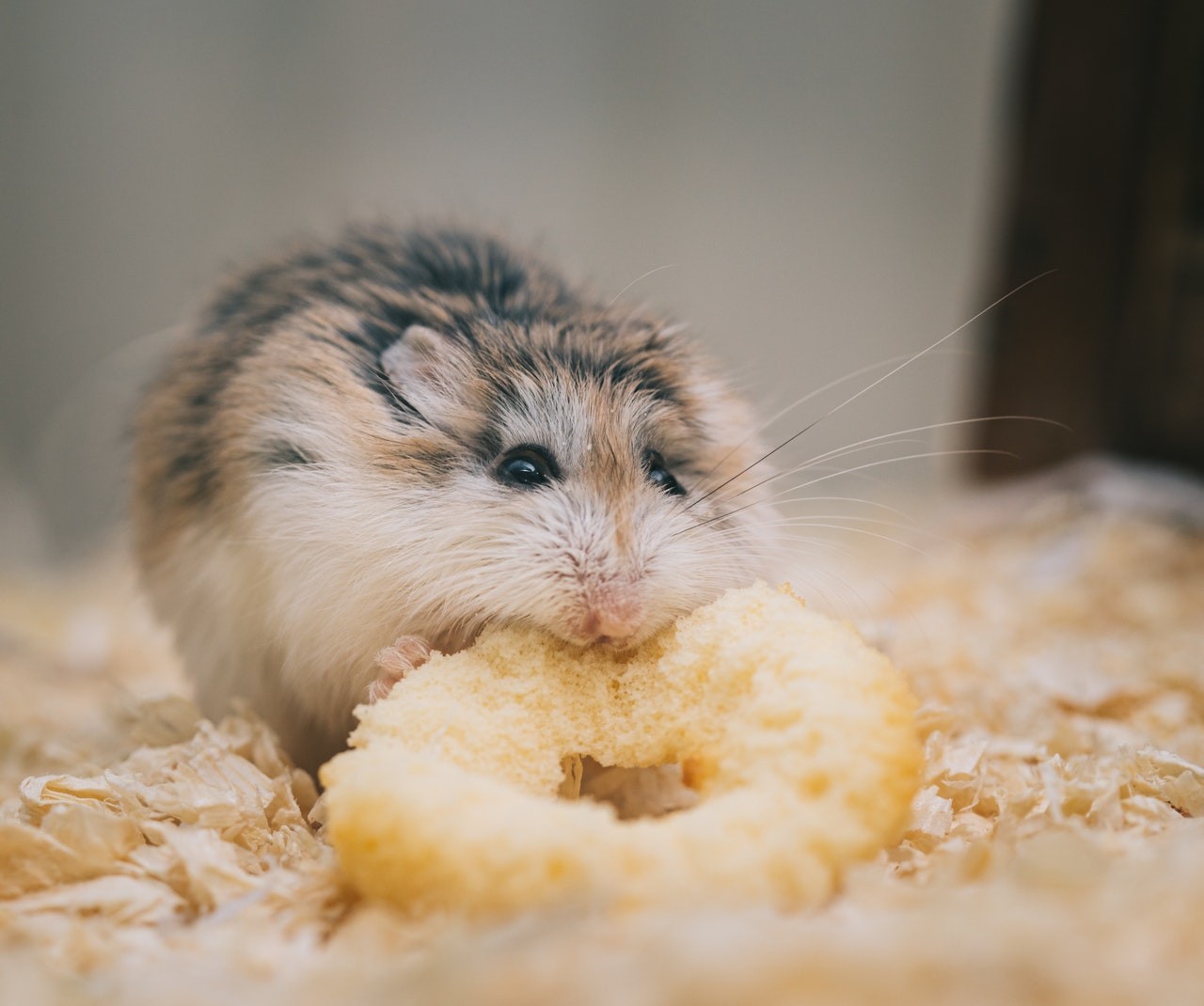Além dos alimentos naturais, o tutor também pode complementar a alimentação do seu pet com rações para os hamsters (Foto: pexels/ellie-burgin/CreativeCommons)