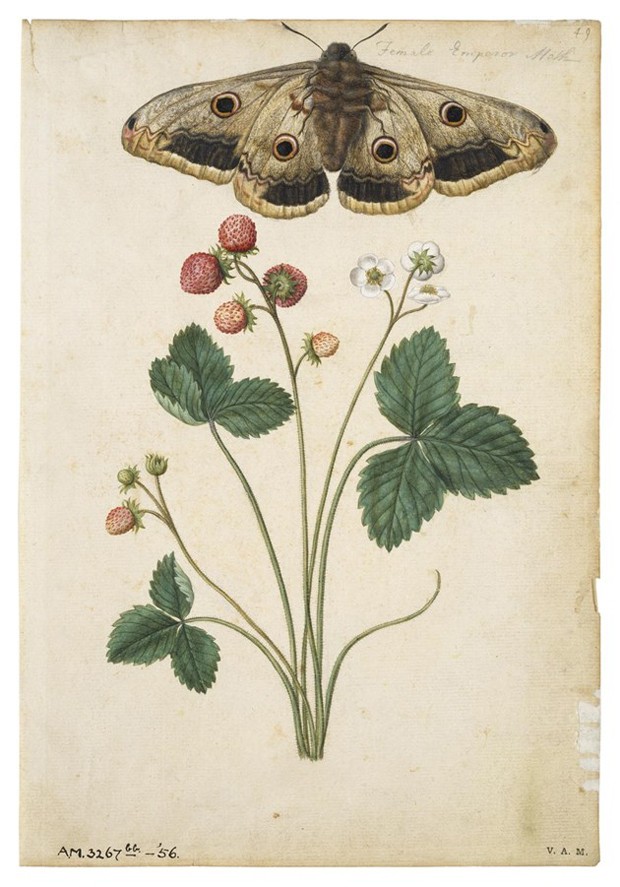 Strawberry and Emperor Moth, Jacques Le Moyne de Morgues, c.1575 (Foto: © The Victoria and Albert Museum)