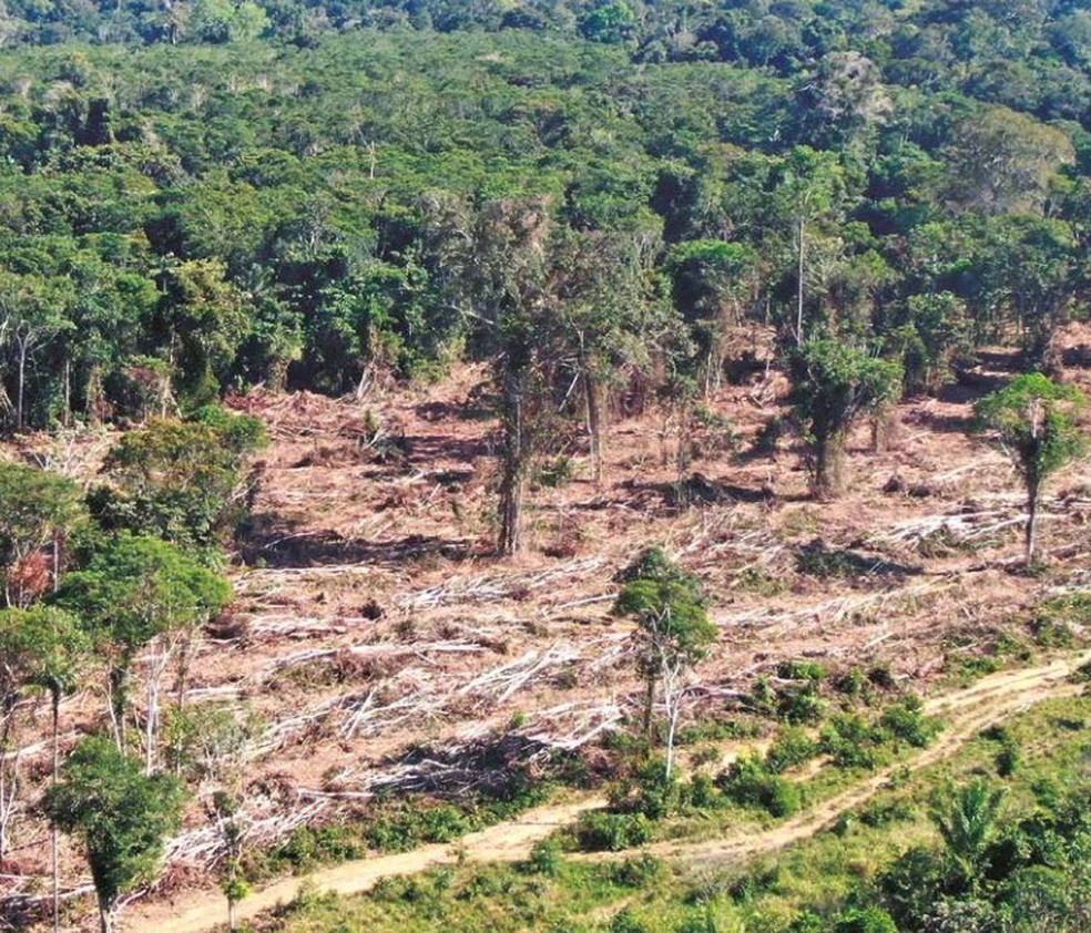 Desmatamento est entre as infraes ambientais mais cometidas  Foto: Sema/MT