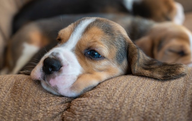 Os beagles são uma das raças mais propensas a desenvolver glaucoma (Foto: Unsplash/ Ben Michel/ CreativeCommons)