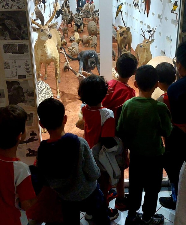 Coleção de Taxidermia com os animais do Pantanal, no Museu de Cultura Dom Bosco (Foto: Arquivo do Museu das Culturas Dom Bosco-MCDB/UCDB)