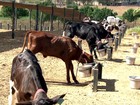 Investimento em barragens garante o sucesso de fazendas do Ceará