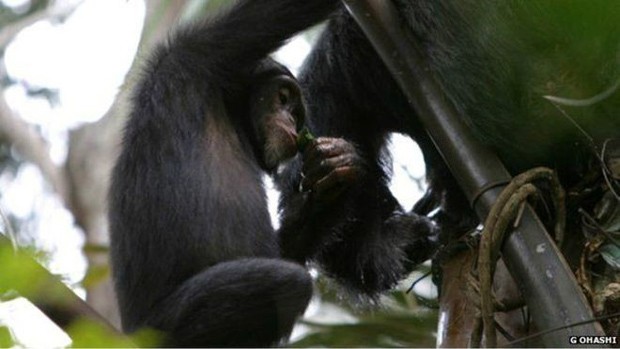 Cinetistas observaram que chimpanzés na Guiné ingerem álcool (Foto: G Ohashi/BBC)