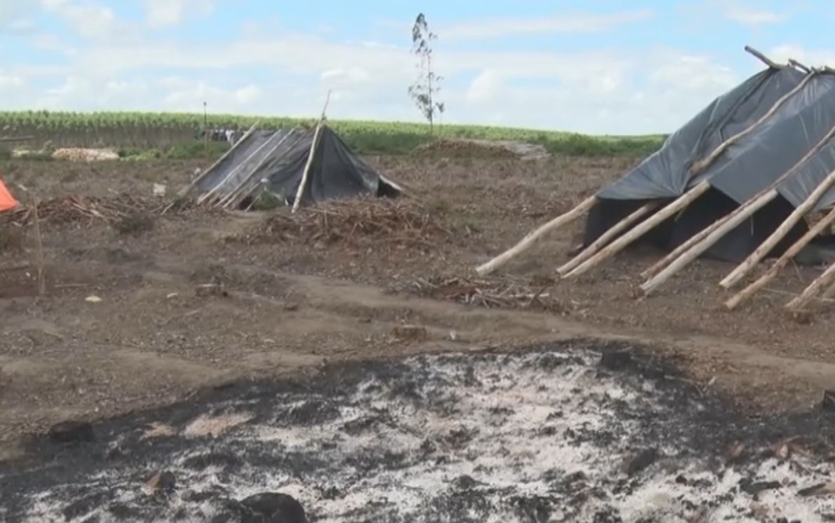 MST constrói barracos com madeiras de eucaliptos derrubados em invasão de terreno de empresa de celulose e papel na Bahia