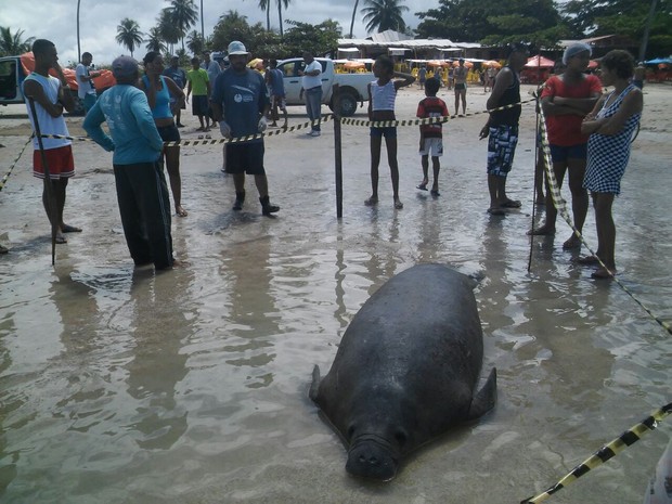 Peixe-boi foi encontrado morto na manhã desta terça-feira (26) (Foto: Divulgação/Biota)