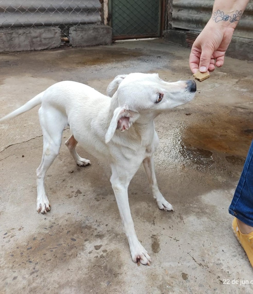 Cães e gatos encontrados na casa da protetora estão recebendo os cuidados da Frente da Defesa Animal e da ONG Formiguinhas em Bauru — Foto: Cristiane Cortez/ Arquivo pessoal