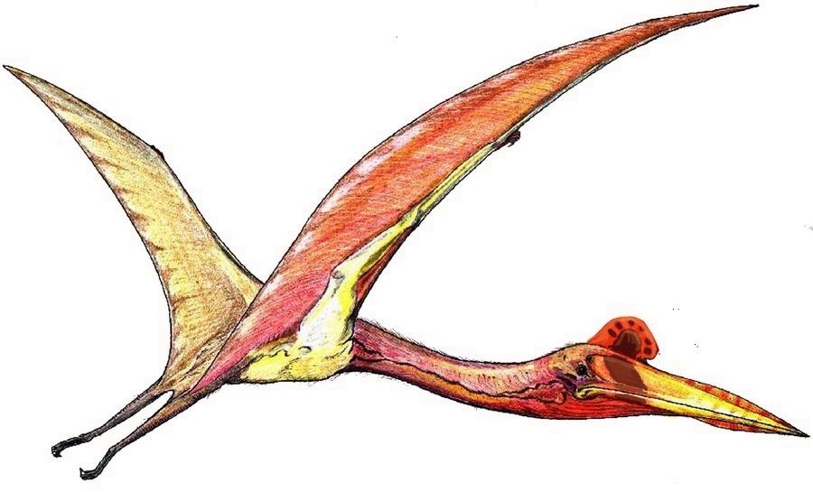 Um exemplar de Quetzalcoatlus, que os especialistas acreditam ser parente do animal encontrado por conta do tamanho (Foto: Wikimedia Commons)