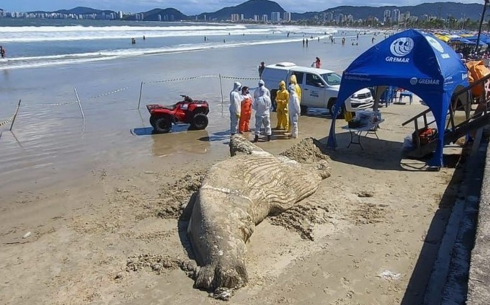 Espécie da baleia ainda não foi identificada, devido ao avançado estado de decomposição — Foto: Instituto Gremar