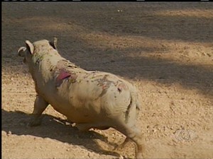 Porco fica queimado por causa de incêncio em Palmas (Foto: Reprodução/TV Anhanguera)