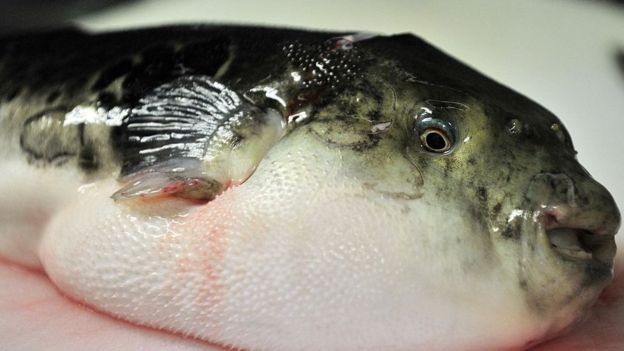 BBC: Peixe baiacu é bastante popular na culinária japonesa (Foto: GETTY IMAGES VIA BBC)