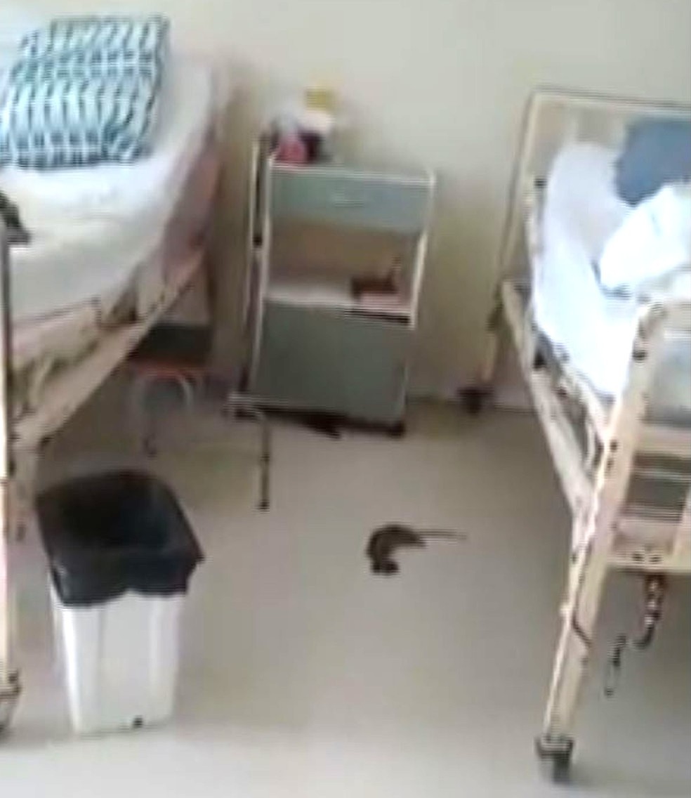 Rato estava entre dois leitos do Hospital Santo Amaro (Foto: ReproduÃ§Ã£o)