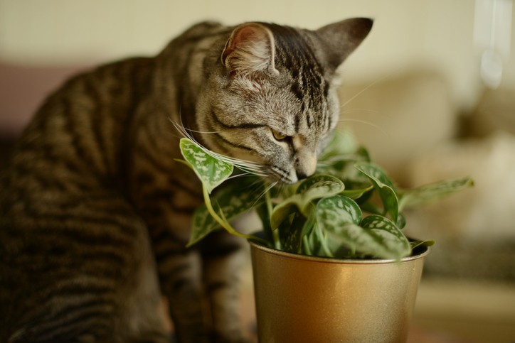 Plantas pet friendly: descubra quais são as espécies não tóxicas para quem tem animais em casa (Foto: Getty Images)