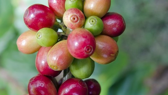 Fazendas Klem, produtora de café, espera nulidade de processo sobre trabalho análogo à escravidão