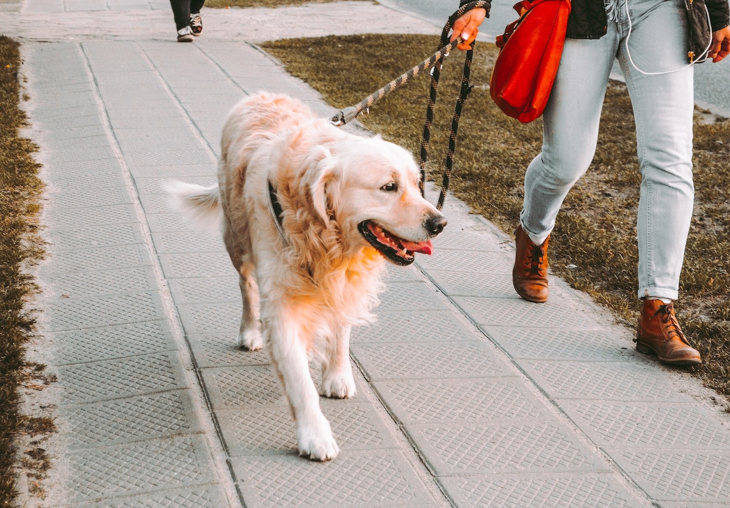 Já existem alternativas, como o protetor solar canino, para proteger ainda mais os cães (Foto: Unsplash / Andriyko Podilnyk / CreativeCommons)
