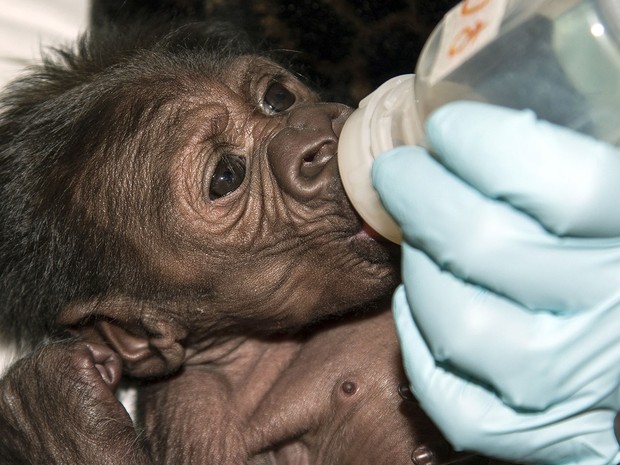 Filhote recebeu leite da mamadeira e se recupera bem, segundo veterinários (Foto: Tammy Spratt/San Diego Zoo Safari Park/AP)
