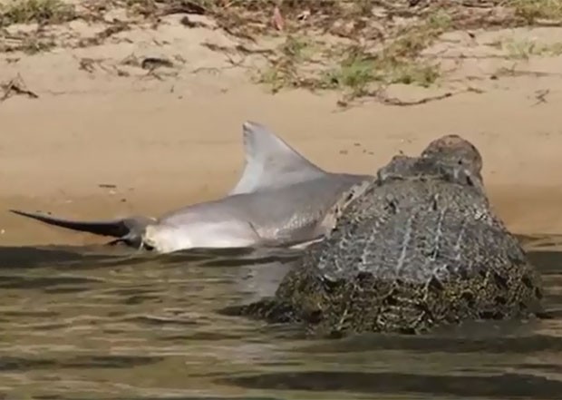 Crocodilo foi flagrado devorando tubarão-cabeça-chata no rio East Alligator (Foto: Reprodução/YouTube/Epic Wildlife)