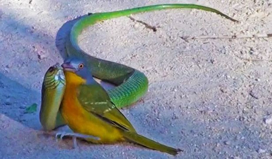 Pássaro bushshrike atacando a cobra venenosa boomslang