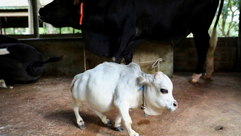 Rani, a menor vaca do mundo vive no interior de Bangladesh (Foto: REUTERS/Mohammad Ponir Hossain)