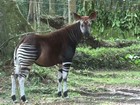Ameaçados de extinção, okapis são mortos no Congo