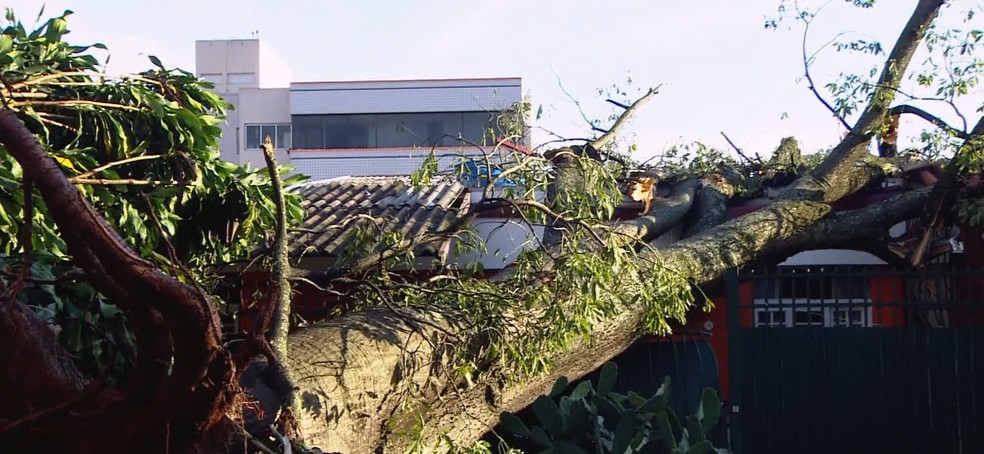 Árvore cai sobre casa na Asa Norte, em Brasília — Foto: TV Globo/Reprodução