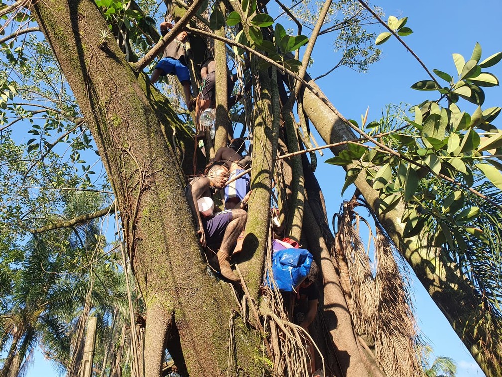 Indígenas subiram nas árvores e afirmam que não deixarão o local — Foto: Bárbara Muniz Vieira/G1