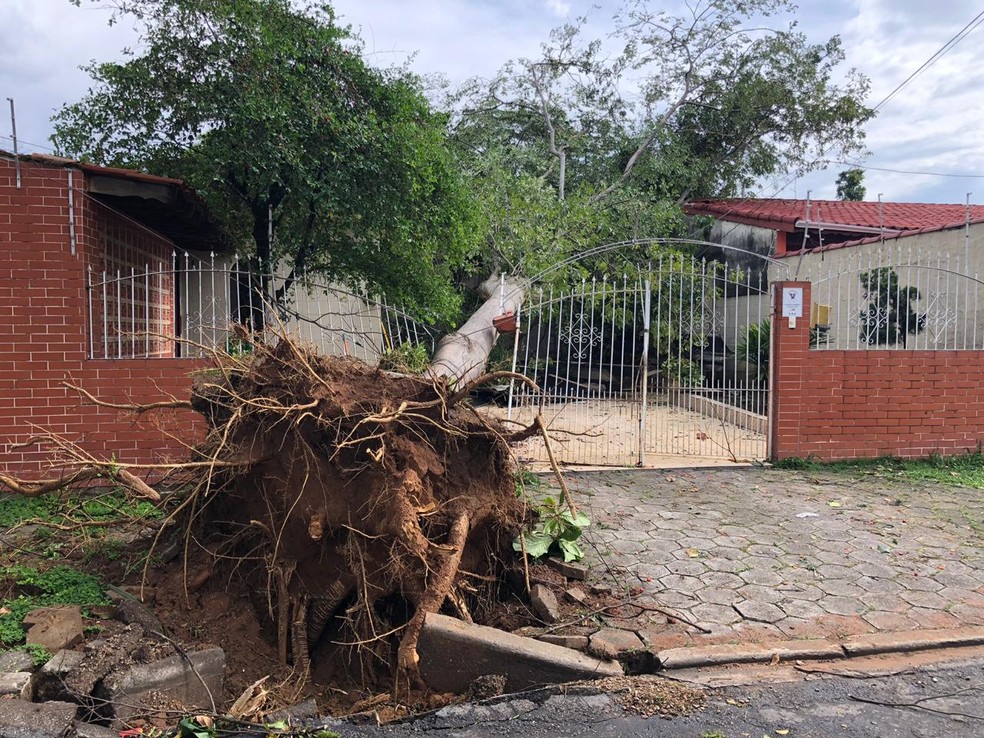 Ãrvore caiu sobre casa na Rua ItambÃ© â€” Foto: AndrÃ© Luis Rosa/ TV Vanguarda