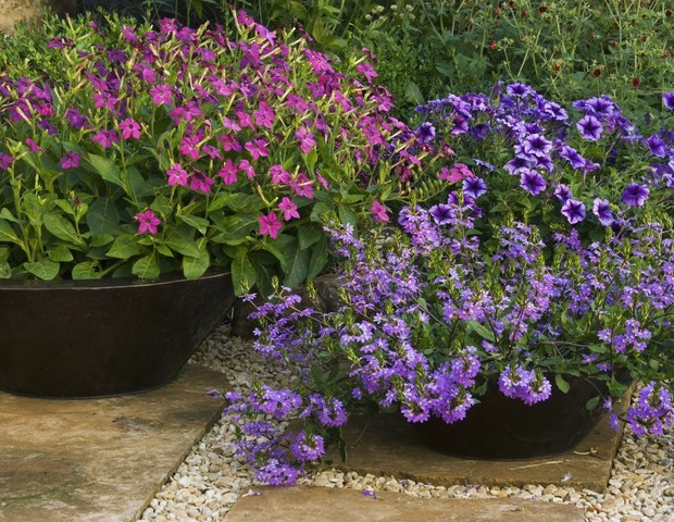5 plantas coloridas para cultivar no jardim (Foto: Getty Images)