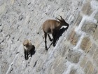 Lista reúne 'cabras alpinistas' e outros caprinos com talentos incríveis