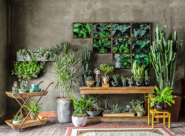 Ocupação verde: plantas ganham espaço dentro de casa - Casa e Jardim |  Plantas