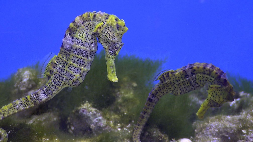 Porto como destino turistico imagenes de animales