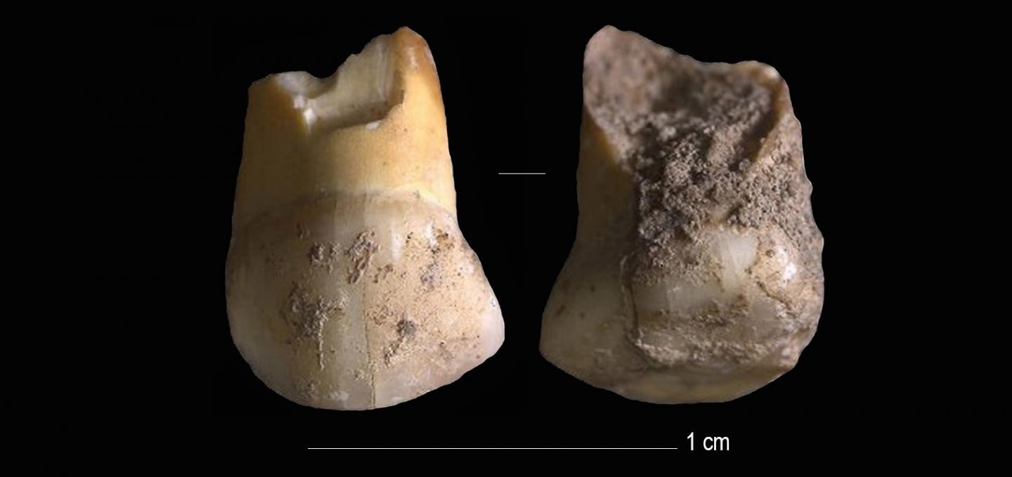 Dente de 48 mil anos que pertenceu a neandertal é encontrado na Itália (Foto: Journal of Human Evolution)
