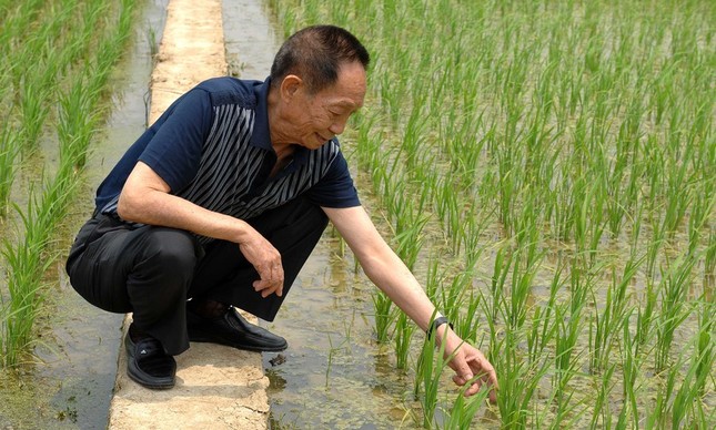 Yuan Longping inspecionando plantação experimental de arroz híbrido em 10 de maio de 2007