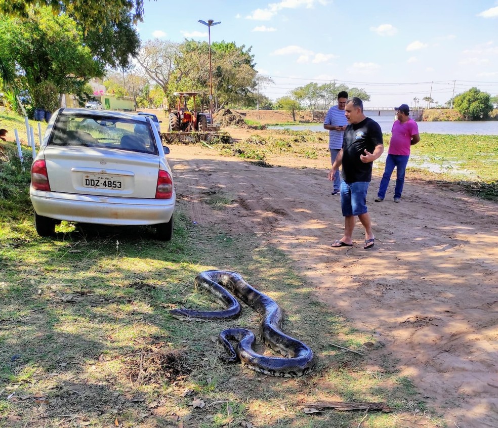 Sucuri de 6 metros é vista por moradores de Ibitinga (SP) na beira de um rio  — Foto: Arquivo pessoal