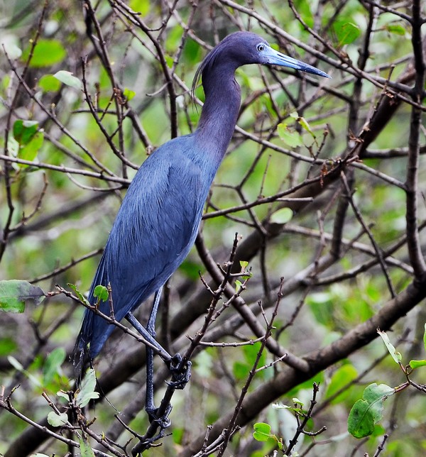 Garca Azul Vive No Litoral Brasileiro E Aproveita Mare Baixa Para Se Alimentar Fauna G1 • fauna brasileira sertaneja garça maria faceira animal selvagem pantanal pampas brazilian brasil. garca azul vive no litoral brasileiro e