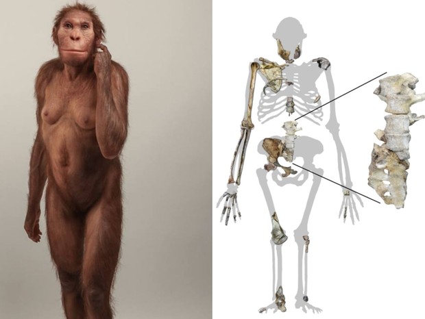 Pesquisadores descobriram vértebras do hominídeo Australopithecus sediba (Foto: Elisabeth Daynes / Photograph: S. Entres-sangle/Wits University & NYU)