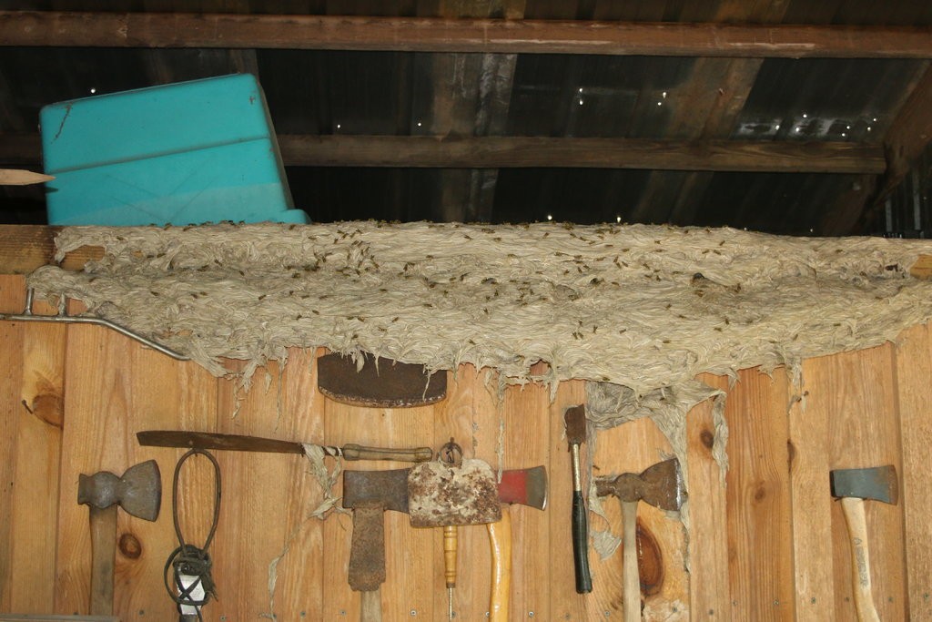 As vespas invadiram a casa de morador do estado norte-americano do Alabama (Foto: Divulgação/ Charles Ray)