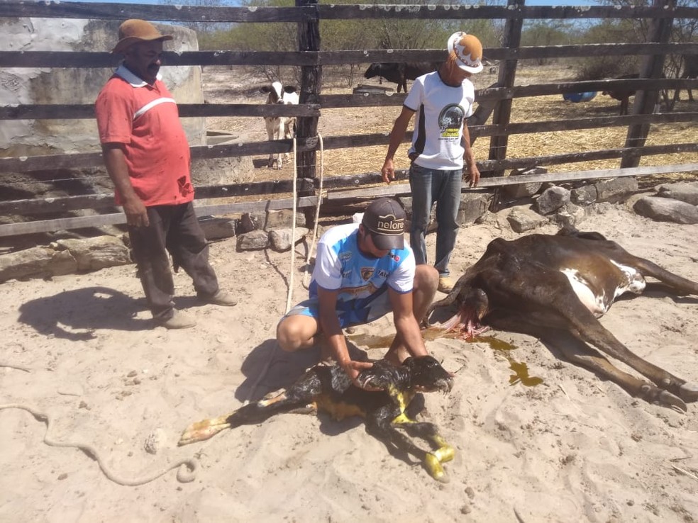 Animal nasceu com vida, mas não resistiu — Foto: Franco Melo/Arquivo Pessoal
