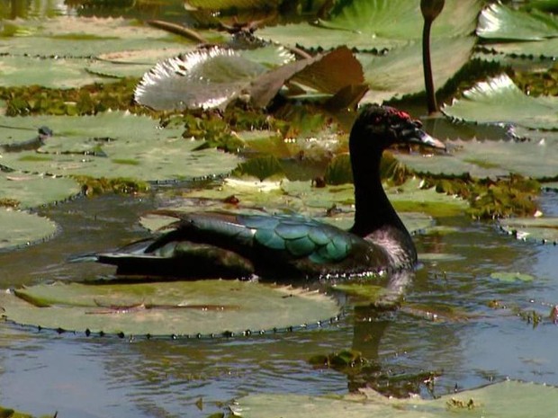 Lago do horto florestal de Rio Claro será o primeiro a passar por revitalização (Foto: Ronaldo de Oliveira / EPTV)